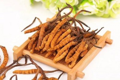 冬虫夏草养生十大功效